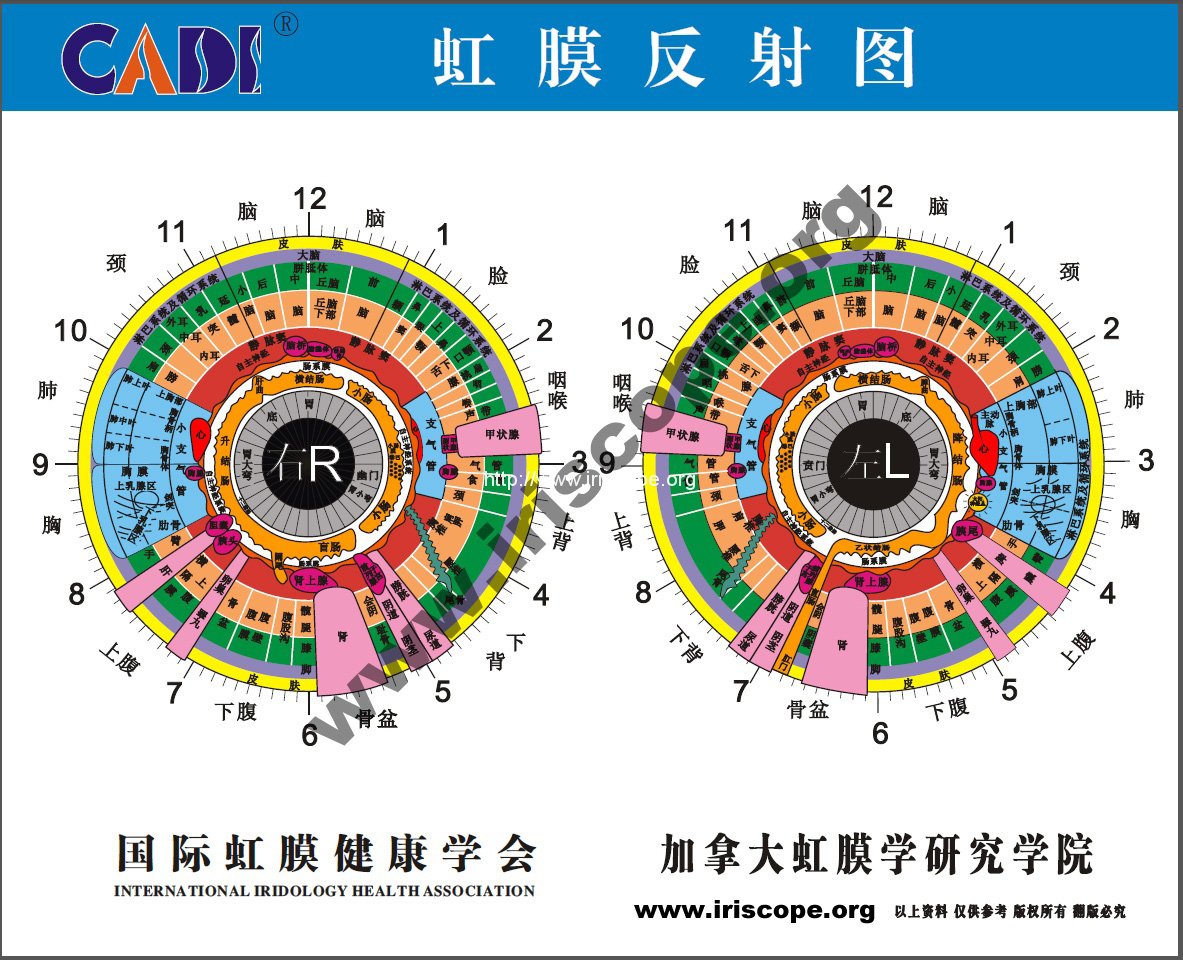 MAIKONG Iridology chart right eye MAIKONG iriscope iridology camera what can iridology tell you