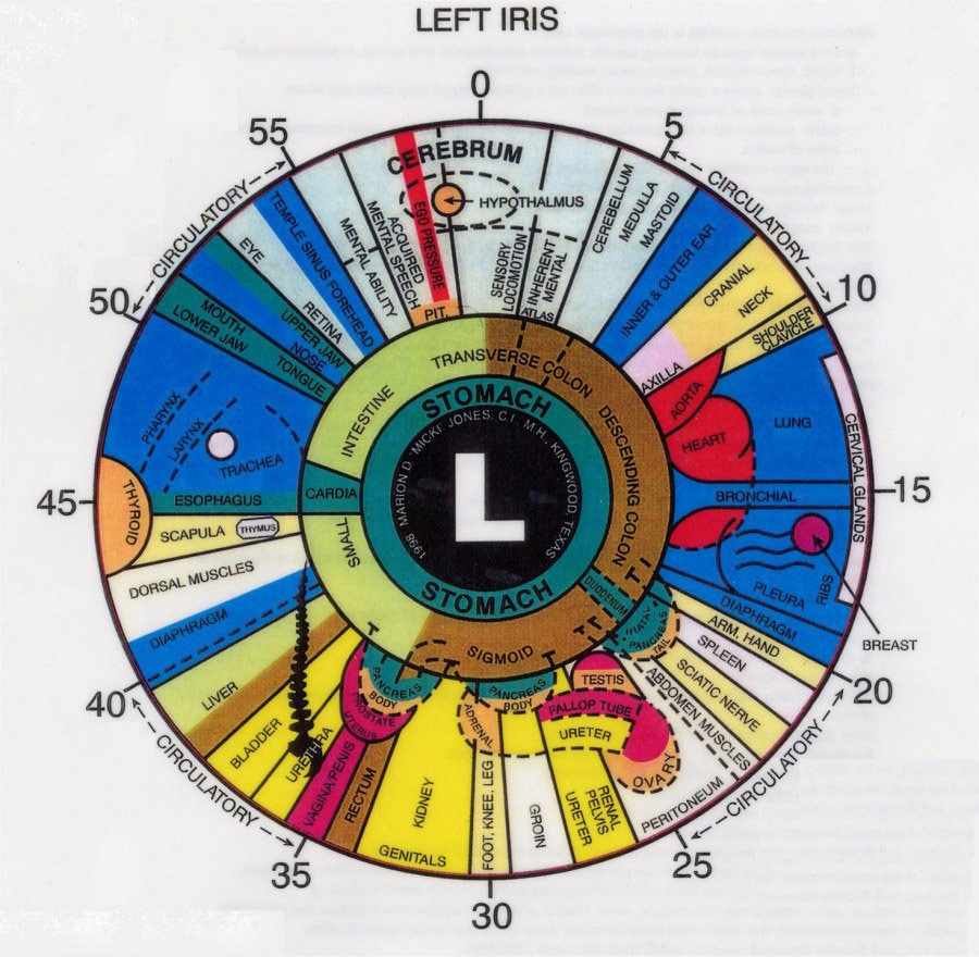 left eye iridology chart 1