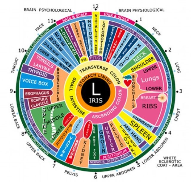 left eye iridology chart 2