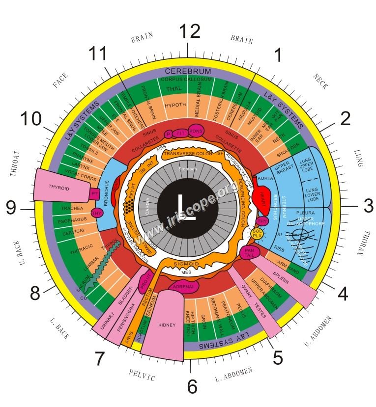 left eye iridology chart 3