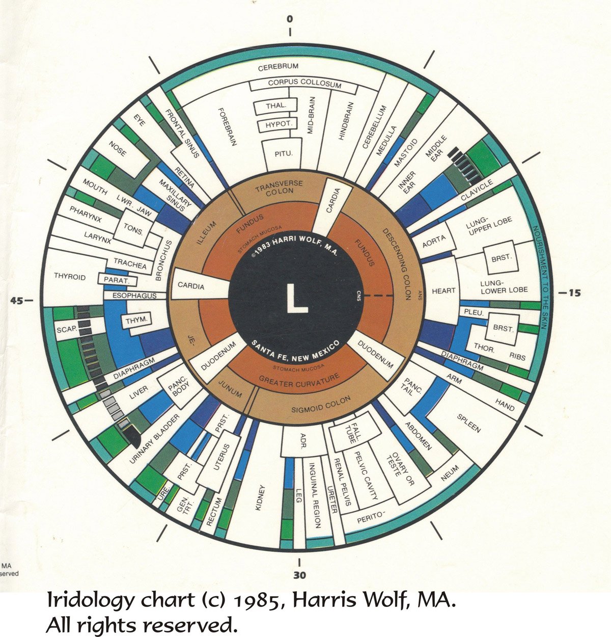 left eye iridology chart 4