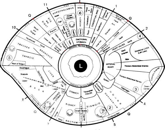 left eye iridology chart 8