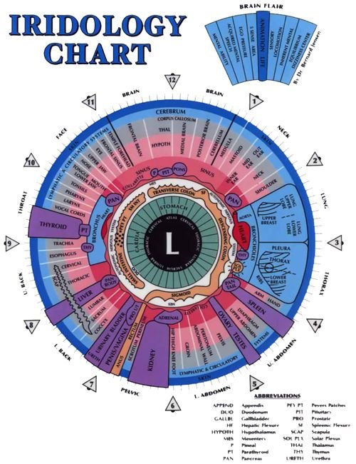 left eye iridology chart