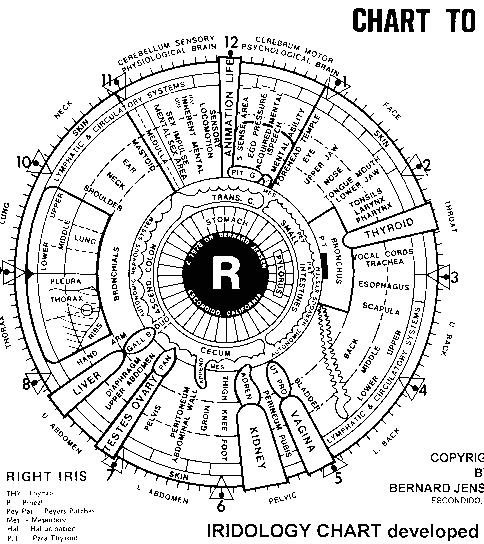 maikong iridology chart 5