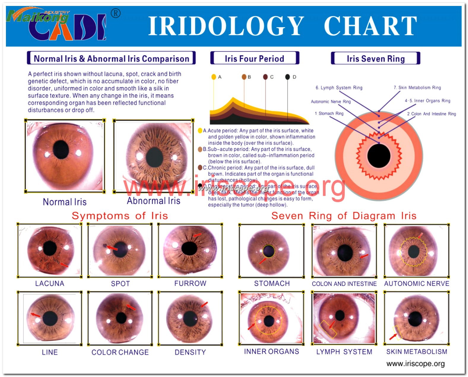 How to Read an Iridology Chart?