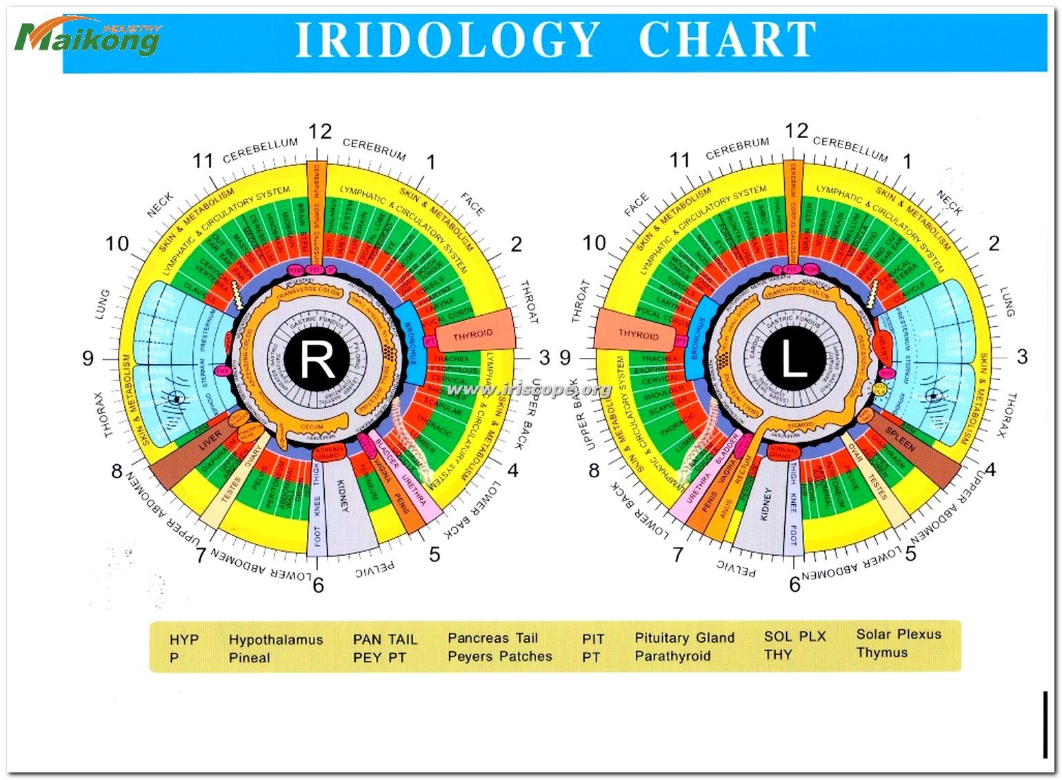 How to Read an Iridology Chart? A Complete Guide by MAIKONG