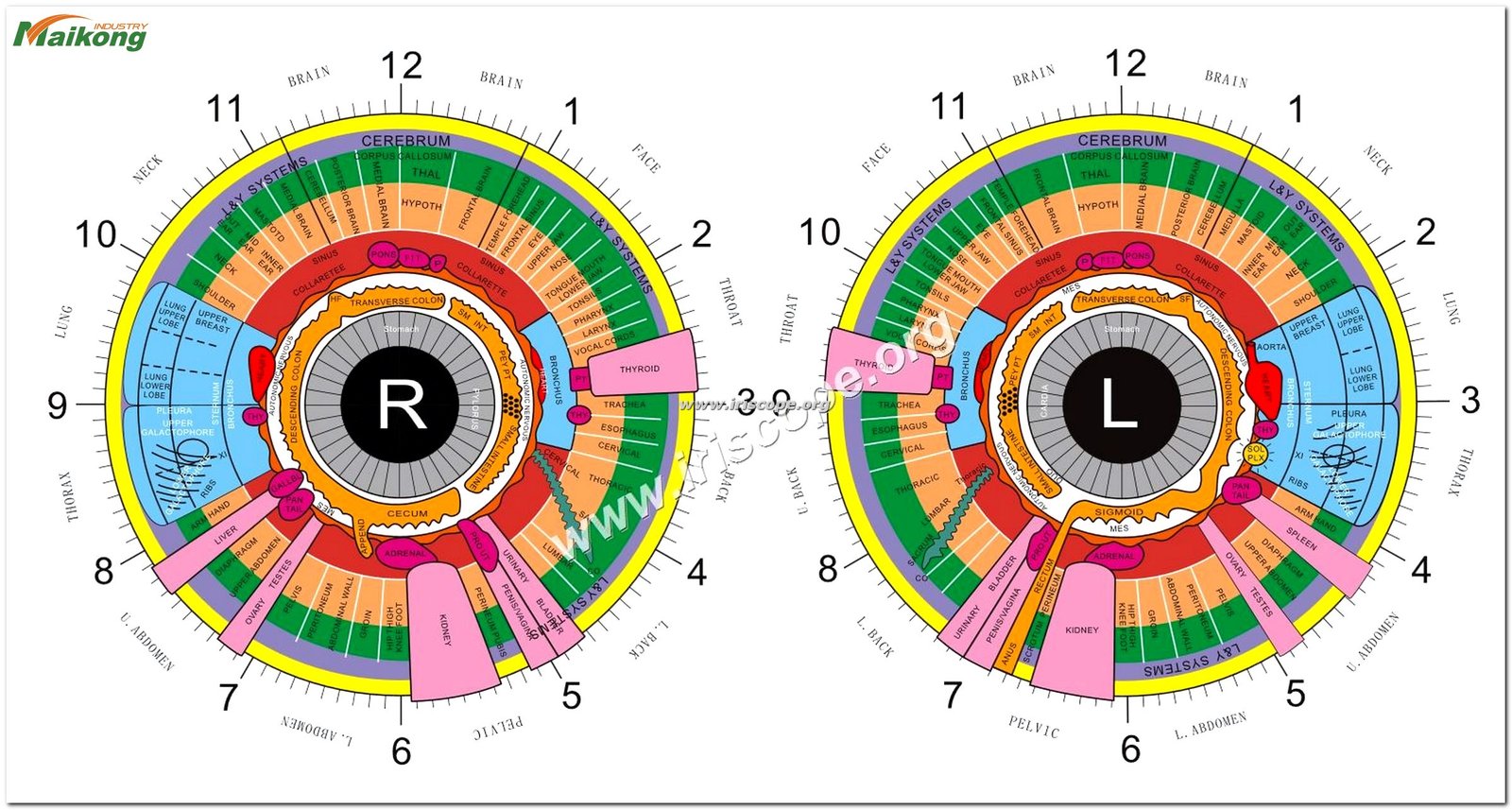 How to Read an Iridology Chart?