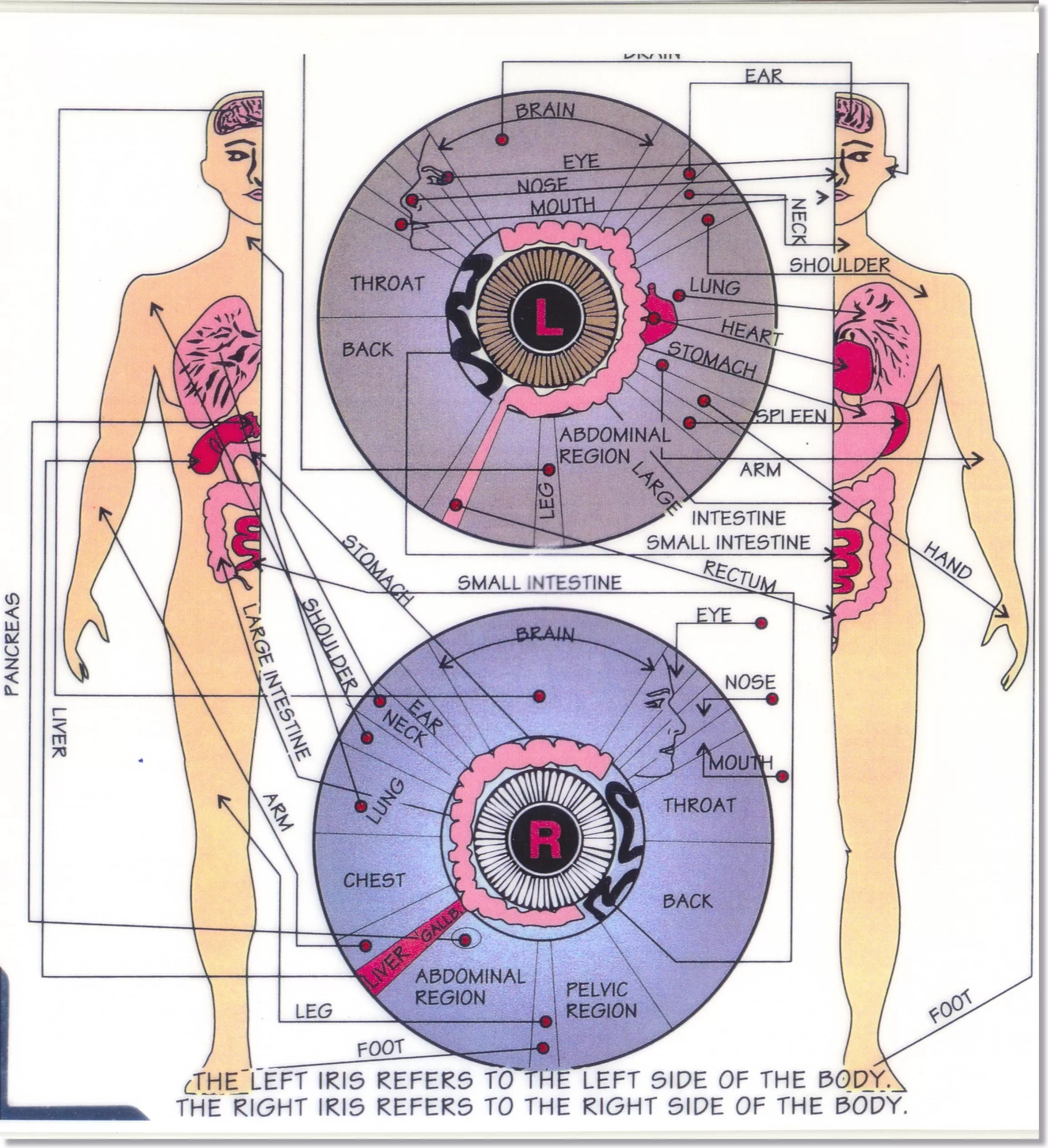 how to tell if you have parasite with iridology