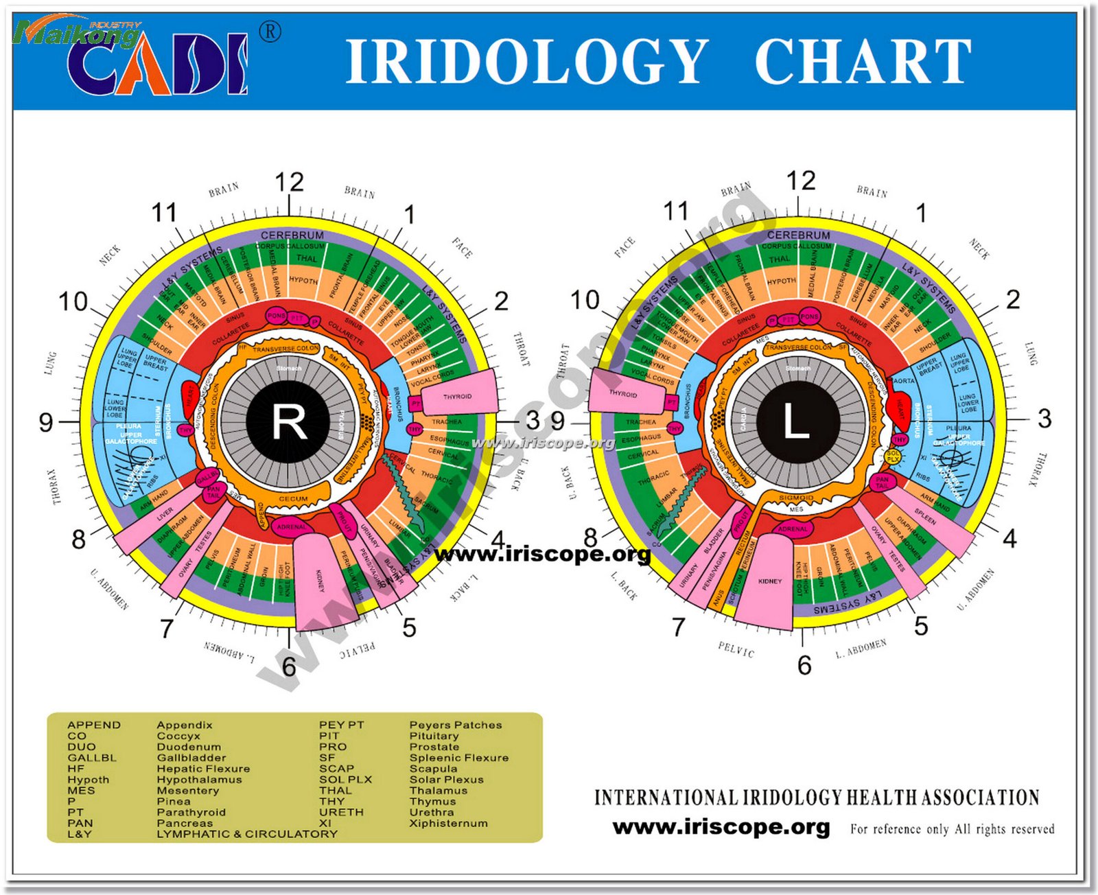 Color Bernard Jensen Iridology Chart