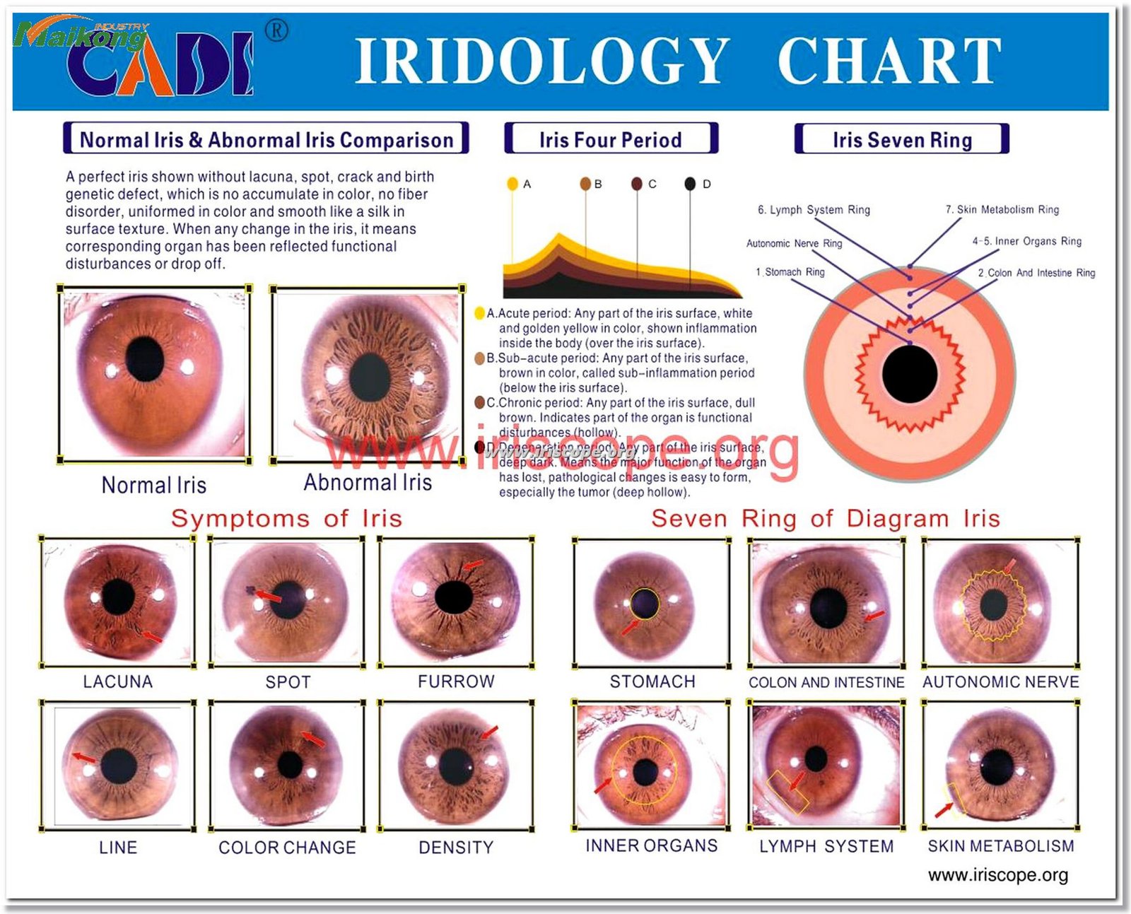 Color Bernard Jensen Iridology Chart