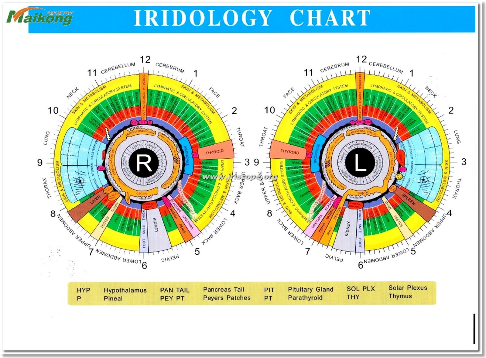 Color Bernard Jensen Iridology Chart