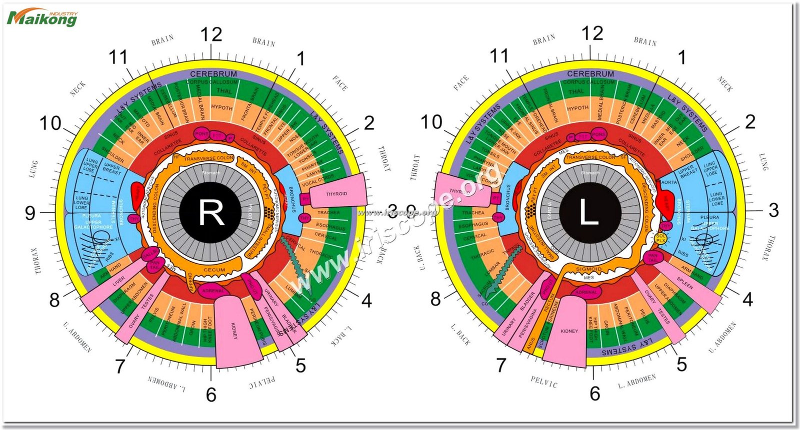 Color Bernard Jensen Iridology Chart