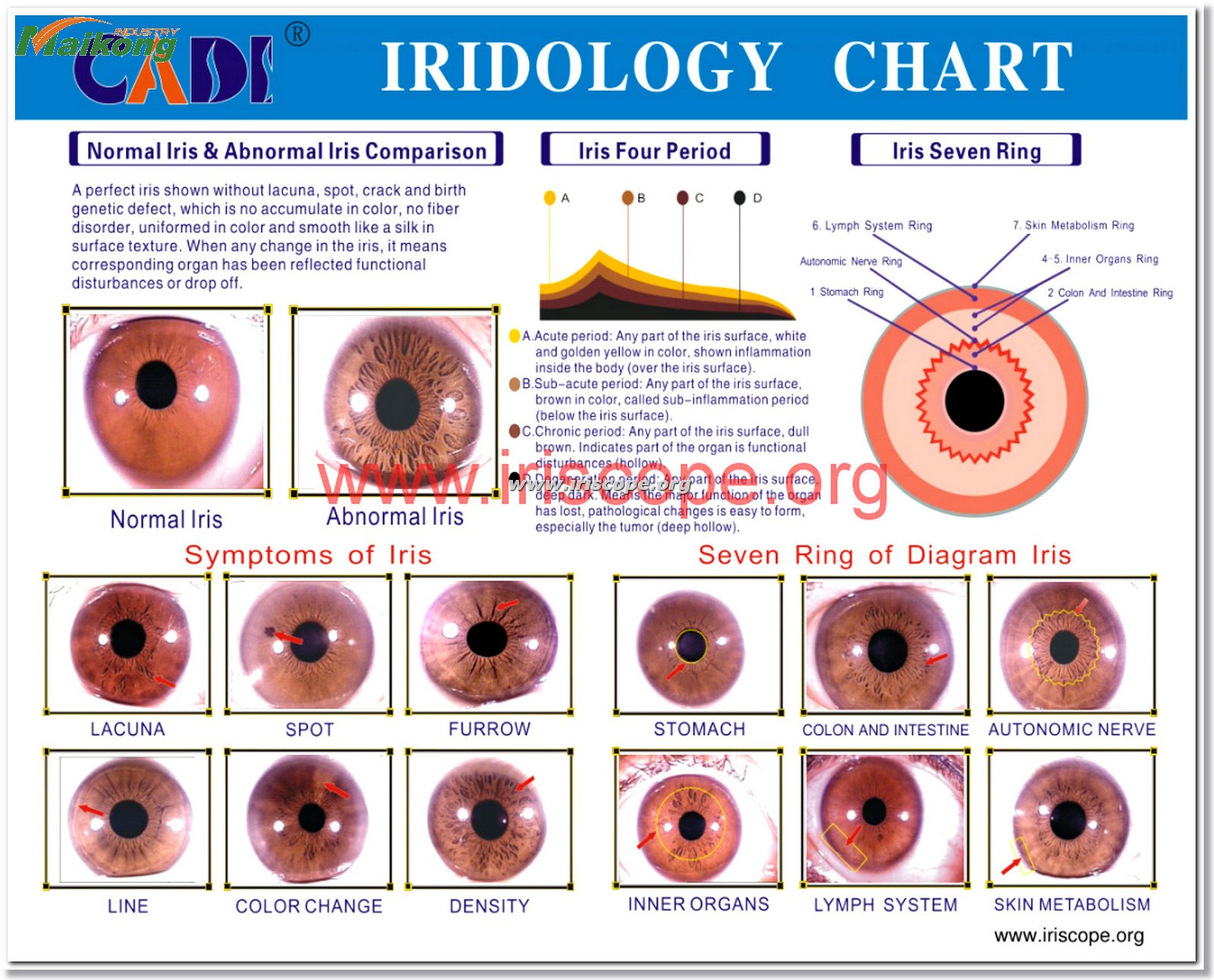 Color Bernard Jensen Iridology Chart