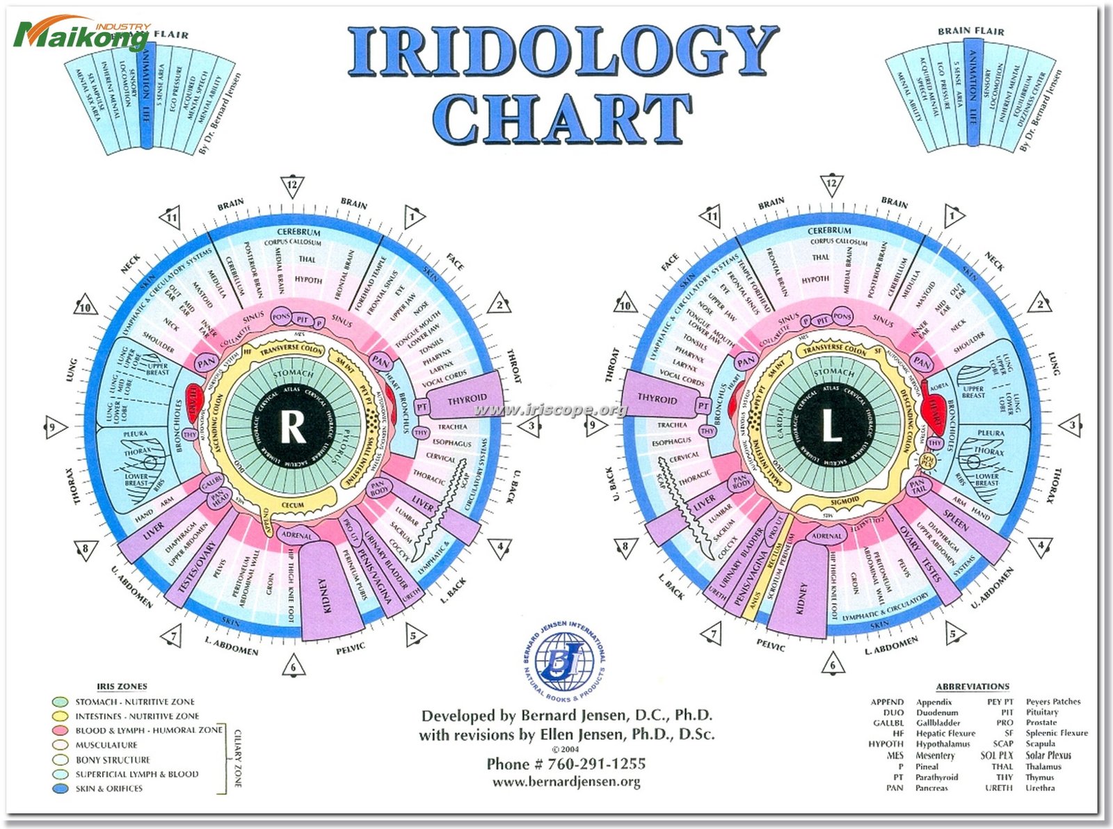 Color Bernard Jensen Iridology Chart